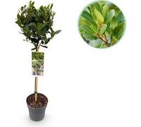 GreenboutiQ - Plante de jardin - Laurus nobilis - Plante tige - Plante de terrasse - Feuillage persistant - Peu de soins - Pot 19cm Hauteur 90cm