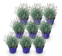 GreenboutiQ - Plante de jardin - Lavandula angustifolia Hidcote - Lavande - Résistante au gel - Violet - 9 Plantes - Pot 12cm - Hauteur 20-25cm