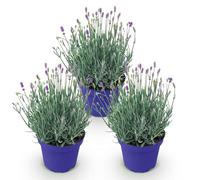 GreenboutiQ - Plante de jardin - Lavandula angustifolia Hidcote - Lavande - Rustique - Violet - 3 Plantes - Pot 12cm - Hauteur 15-25cm