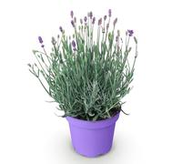 GreenboutiQ - Plante de jardin - Lavandula angustifolia Munstead - Lavande - Résistante à l'hiver - Violet - 1 Plante - Pot 12cm - Hauteur 20-25cm