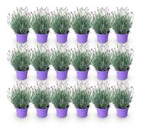 GreenboutiQ - Plante de jardin - Lavandula angustifolia Munstead - Lavande - Rustique - Violet - 18 Plantes - Pot 12cm - Hauteur 15-25cm