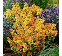 GreenboutiQ - Plante de jardin - Leucothoe Curly Gold - Jaune - 2 Plantes - Persistant - Peu d'Entretien - Pot 17cm Hauteur 35-45cm