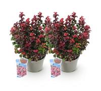 GreenboutiQ - Plante de jardin - Leucothoe Curly Red - Rouge - 2 Plantes - Persistant - Peu d'entretien - Pot 17cm Hauteur 40cm