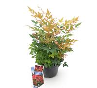 GreenboutiQ - Plante de jardin - Nandina Gulfstream - Orange - 1 Plante - Persistante - Peu d'entretien - Pot 17cm Hauteur 45cm