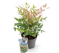 GreenboutiQ - Plante de jardin - Nandina Twilight - Panaché & Rose - 1 Plante - Persistante - Peu d'entretien - Pot de 17cm Hauteur 45cm