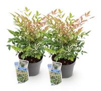 GreenboutiQ - Plante de Jardin - Nandina Twilight - Panaché & Rose - 2 Plantes - Persistante - Peu d'Entretien - Pot 17cm Hauteur 45cm