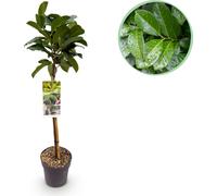 GreenboutiQ - Plante de jardin - Prunus lauroverasus Etna® - Plante à tige - Plante de terrasse - Persistant - Peu de soins - Pot 19cm Hauteur 90cm