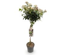GreenboutiQ - Plante de jardin - Viburnum tinus - Plante sur tige - Plante de terrasse - Persistant - Peu d'entretien - Pot de 19cm Hauteur 90cm
