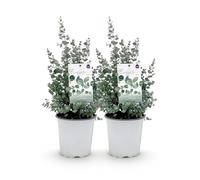 GreenboutiQ - Plante de terrasse - Arbre d'Eucalyptus - Eucalyptus gunni - Gris - 2 Plantes - Rustique - Pot de 17cm Hauteur 40cm