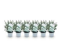 GreenboutiQ - Plante de terrasse - Arbre d'Eucalyptus - Eucalyptus gunni - Gris - 6 Plantes - Rustique - Pot 14cm Hauteur 30cm