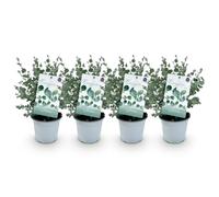 GreenboutiQ - Plante de terrasse - Arbre d'Eucalyptus - Eucalyptus gunnii - Gris - 4 Plantes - Rustique - Pot 14cm Hauteur 30cm