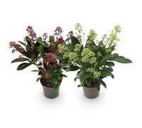 GreenboutiQ - Plante de terrasse - Duo Skimmia japonica - Fleurs Blanches & Rouges - 10+ Fleurs - 2 Plantes - Rustique - Pot 10,5cm Hauteur 25cm