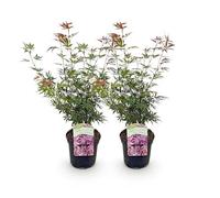 GreenboutiQ - Plante de terrasse - Érable du Japon - Acer palmatum Jerre Swarts - Rouge Foncé - 2 Plantes - Caduc - Pot 19cm Hauteur 70cm