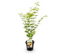 GreenboutiQ - Plante de terrasse - Érable du Japon - Acer palmatum Jordan - Jaune - 1 Plante - Feuillage caduc - Pot 19cm Hauteur 70cm