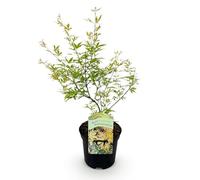 GreenboutiQ - Plante de terrasse - Érable du Japon - Acer palmatum Matamorphosa - Vert - 1 Plante - Caduc - Pot 19cm Hauteur 70cm
