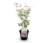 GreenboutiQ - Plante de terrasse - Erable du Japon - Acer palmatum Phoenix - Rose - 1 Plante - Caduc - Pot 19cm Hauteur 70cm