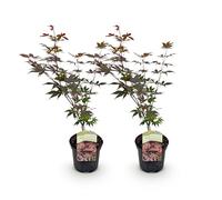 GreenboutiQ - Plante de terrasse - Érable japonais - Acer palmatum Atropurpureum - Violet - 2 Plantes - Feuillue en automne - Pot 19cm Hauteur 70cm