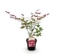 GreenboutiQ - Plante de terrasse - Érable japonais - Acer palmatum Beni Maiko - Rouge - 1 Plante - Feuillage caduc - Pot 19cm Hauteur 70cm