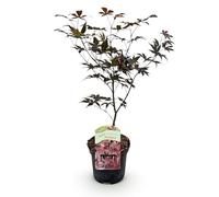 GreenboutiQ - Plante de terrasse - Érable Japonais - Acer palmatum Bloodgood - Rouge- 1 Plante - Caduc - Pot 19cm Hauteur 70cm