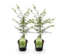 GreenboutiQ - Plante de terrasse - Érable japonais - Acer palmatum Emerald Lace - Vert - 2 Plantes - Feuilles caduques - Pot 19cm Hauteur 70cm
