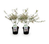 GreenboutiQ - Plante de terrasse - Érable japonais - Acer palmatum Iyoshi - Rose - 2 Plantes - Caduc - Pot 19cm Hauteur 70cm