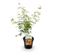 GreenboutiQ - Plante de terrasse - Érable japonais - Acer palmatum Katsura - Orange - 2 Plantes - Feuillage caduc - Pot 19cm Hauteur 70cm