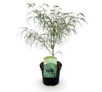 GreenboutiQ - Plante de terrasse - Érable japonais - Acer palmatum Koto-no-ito - Vert - 1 Plante - Feuillu - Pot de 19cm Hauteur 70cm