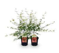 GreenboutiQ - Plante de terrasse - Érable japonais - Acer palmatum Pink Dwarf - Rose - 2 Plantes - Décidue - Pot 19cm Hauteur 70cm