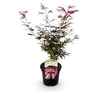 GreenboutiQ - Plante de terrasse - Érable japonais - Acer palmatum Shaina - Rouge - 1 Plante - Feuillage caduc - Pot 19cm Hauteur 70cm