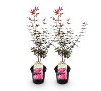 GreenboutiQ - Plante de terrasse - Érable japonais - Acer palmatum Skeetsers Broom - Violet - 2 Plantes - Caduc - Pot 19cm Hauteur 70cm