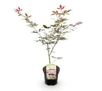 GreenboutiQ - Plante de terrasse - Érable japonais - Acer palmatum Sumi-nagashi - Rouge - 1 Plante - Caduc - Pot 19cm Hauteur 70cm