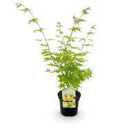 GreenboutiQ - Plante de terrasse - Érable japonais - Acer palmatum Summergold - Jaune - 1 plante - Caduc - Pot 19cm Hauteur 70cm