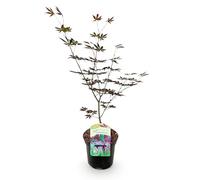GreenboutiQ - Plante de terrasse - Érable japonais - Acer palmatum Trompenburg - Violet foncé - 2 Plantes - Feuillages caduques - Pot 19cm Hauteur 70cm