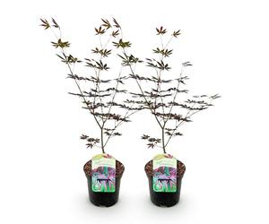 GreenboutiQ - Plante de terrasse - Érable japonais - Acer palmatum Trompenburg - Violet foncé - 2 Plantes - Feuillages caduques - Pot 19cm Hauteur 70cm