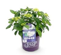 GreenboutiQ - Plante de terrasse - Hortensia - Hydrangea Forever & Ever - Blanc - 7-12 Fleurs - Pot 23cm Hauteur 55cm