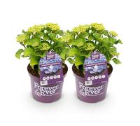GreenboutiQ - Plante de terrasse - Hortensia - Hydrangea Forever & Ever - Bleu - 7-12 Fleurs - 2 Plantes - Pot 23cm Hauteur 55cm