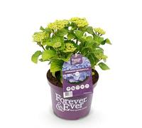 GreenboutiQ - Plante de terrasse - Hortensia - Hydrangea Forever & Ever - Bleu - 7-12 Fleurs - Pot 23cm Hauteur 55cm