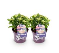 GreenboutiQ - Plante de terrasse - Hortensia - Hydrangea Forever & Ever - Rose - 7-12 Fleurs - 2 Plantes - Pot 23cm Hauteur 55cm