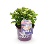 GreenboutiQ - Plante de terrasse - Hortensia - Hydrangea Forever & Ever - Rose - 7-12 Fleurs - Pot 23cm Hauteur 55cm