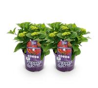 GreenboutiQ - Plante de terrasse - Hortensia - Hydrangea Forever & Ever - Rouge - 7-12 Fleurs - 2 Plantes - Pot 23cm Hauteur 55cm