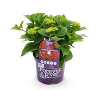 GreenboutiQ - Plante de terrasse - Hortensia - Hydrangea Forever & Ever - Rouge - 7-12 Fleurs - Pot 23cm Hauteur 55cm