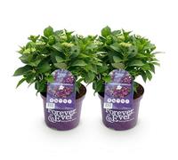 GreenboutiQ - Plante de terrasse - Hortensia - Hydrangea Forever & Ever - Violet - 7-12 Fleurs - 2 Plantes - Pot 23cm Hauteur 55cm