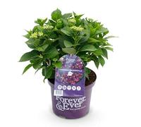 GreenboutiQ - Plante de terrasse - Hortensia - Hydrangea Forever & Ever - Violet - 7-12 Fleurs - Pot 23cm Hauteur 55cm