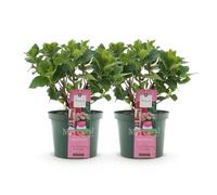 GreenboutiQ - Plante de terrasse - Hortensia - Hydrangea Magical Green Fire - Rose Vert - 6-10 Fleurs - 2 Plantes - Pot 23cm Hauteur 55cm