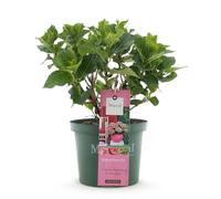 GreenboutiQ - Plante de terrasse - Hortensia - Hydrangea Magical Green Fire - Rose Vert - 6-10 Fleurs - Pot 23cm Hauteur 55cm