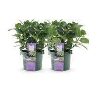GreenboutiQ - Plante de terrasse - Hortensia - Hydrangea Magical Jewel Blue - Bleu - 6-10 Fleurs - 2 Plantes - Pot 23cm Hauteur 55cm