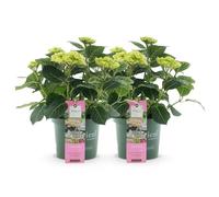 GreenboutiQ - Plante de terrasse - Hortensia - Hydrangea Magical Jewel Pink - Rose - 6-10 Fleurs - 2 Plantes - Pot 23cm Hauteur 55cm