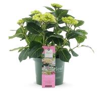 GreenboutiQ - Plante de terrasse - Hortensia - Hydrangea Magical Jewel Pink - Rose - 6-10 Fleurs - Pot 23cm Hauteur 55cm
