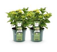 GreenboutiQ - Plante de terrasse - Hortensia - Hydrangea Magical Nobless - Blanc - 6-10 Fleurs - 2 Plantes - Pot 23cm Hauteur 55cm