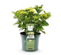 GreenboutiQ - Plante de terrasse - Hortensia - Hydrangea Magical Nobless - Blanc - 6-10 Fleurs - Pot 23cm Hauteur 55cm